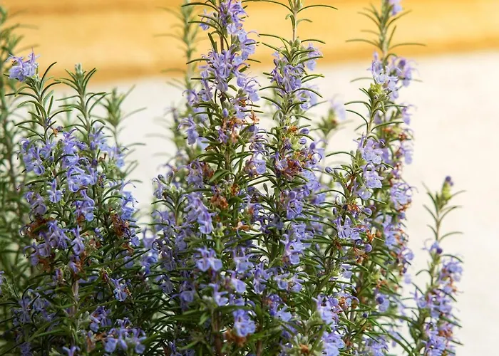 게스트하우스 The House 4*