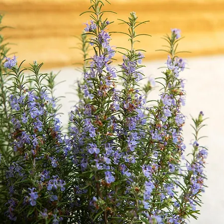 Gasthuis The House 4*